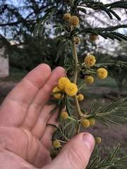 Vachellia nilotica