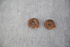 Helicodonta obvoluta