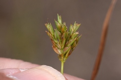 Cyperus × mesochorus