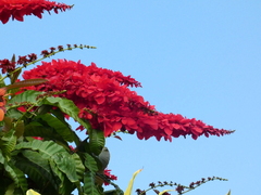 Warszewiczia coccinea
