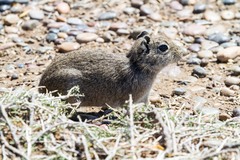 Microcavia australis