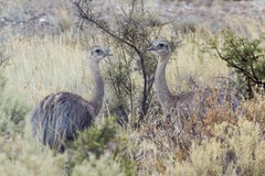 Rhea pennata