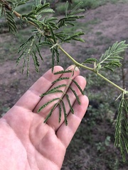 Vachellia nilotica