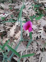 Lathyrus tingitanus