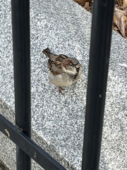 Passer domesticus
