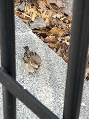 Passer domesticus