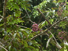 Andira inermis