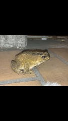 Duttaphrynus melanostictus