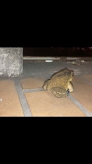 Duttaphrynus melanostictus