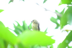 Sporophila nigricollis