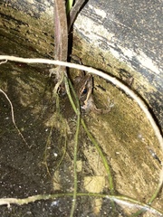 Sylvirana nigrovittata