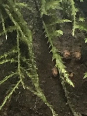 Kindbergia praelonga