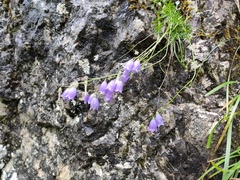 Campanula cespitosa