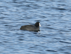 Fulica atra atra
