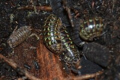 Armadillidium pictum