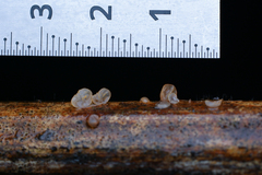 Campanella pustulata