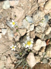 Ivesia santolinoides