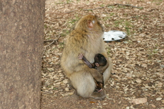 Macaca sylvanus