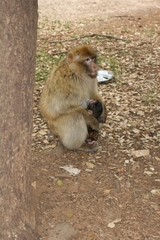 Macaca sylvanus