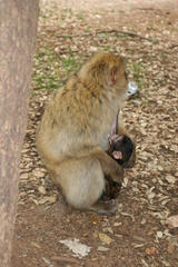 Macaca sylvanus