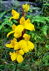 Disa aurata