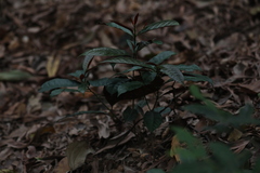 Excoecaria cochinchinensis