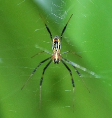 Trichonephila senegalensis