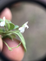 Justiciinae