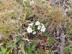 Euphrasia officinalis