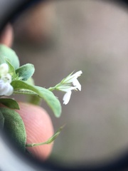 Justiciinae