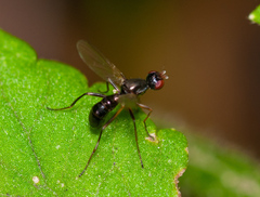 Nemopoda