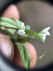 Justiciinae