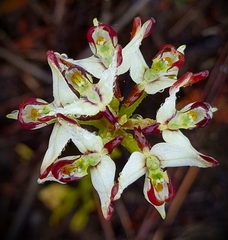 Disa bivalvata