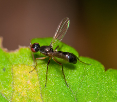 Nemopoda
