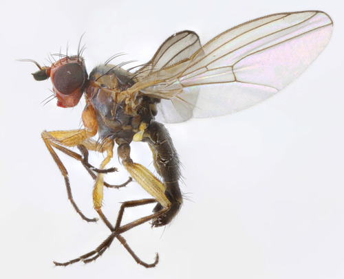 Cerodontha denticornis