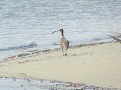 Numenius phaeopus hudsonicus
