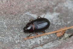 Helopini