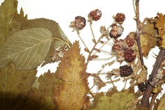 Rubus ablatus