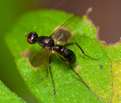 Nemopoda