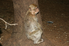 Macaca sylvanus
