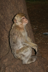 Macaca sylvanus