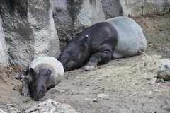 Tapirus indicus
