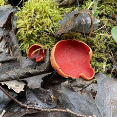 Sarcoscypha austriaca