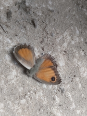 Pyronia cecilia