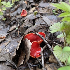 Sarcoscypha austriaca