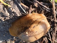Drusia valenciennii