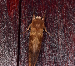 Hemiceras punctata