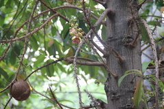 Couroupita guianensis
