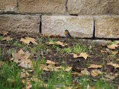 Erithacus rubecula