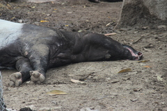 Tapirus indicus